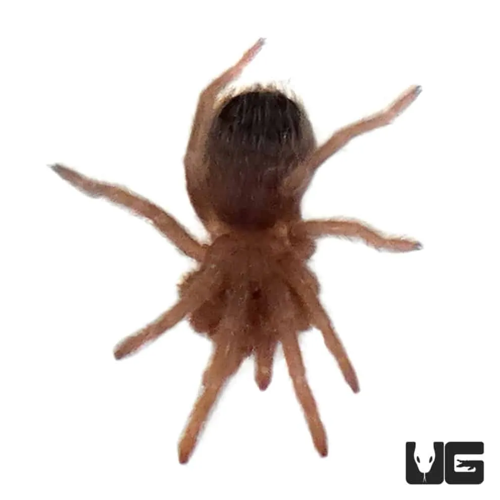 16661 birdeater tarantula species