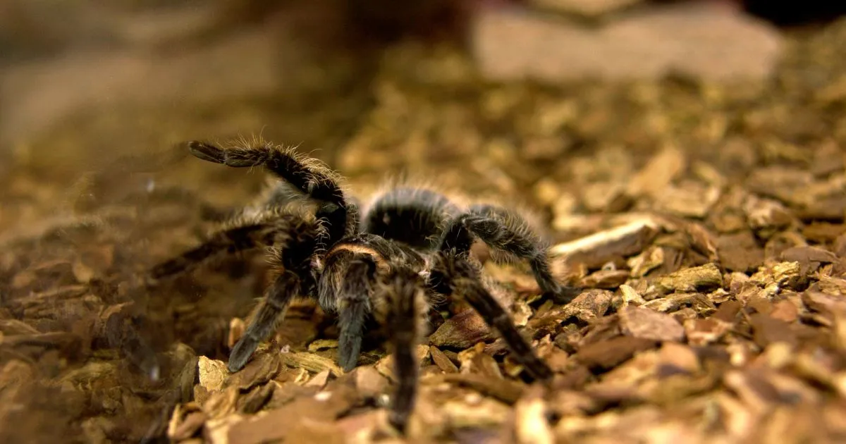 16668 arboreal tarantula enclosure