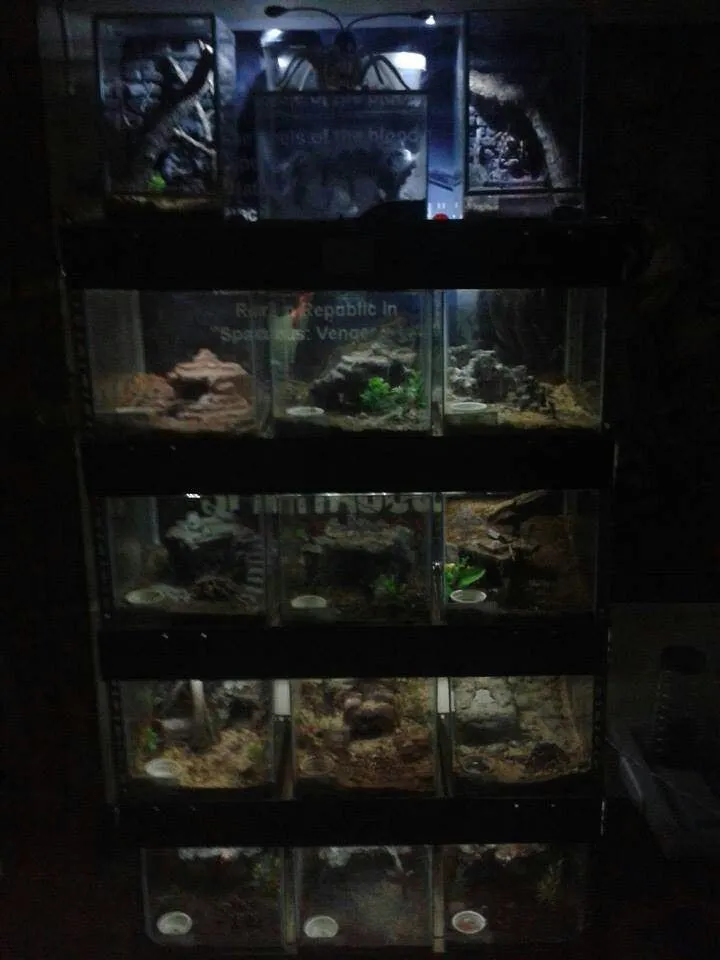 /img/16668-tarantula-enclosure-mistakes.webp
