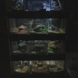 /img/16668-tarantula-enclosure-mistakes.webp