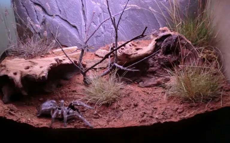 16668 tarantula enclosure philippines