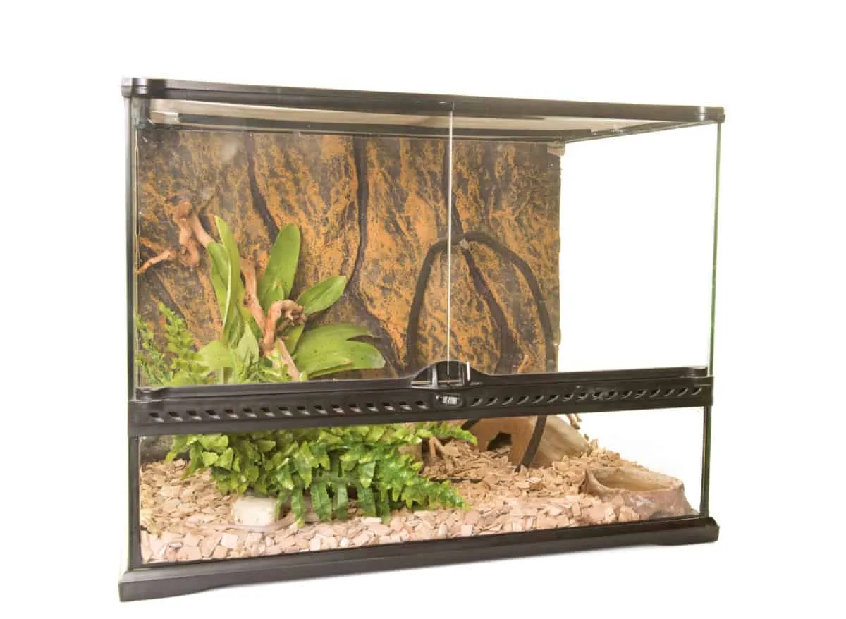 16668 tarantula enclosure ventilation