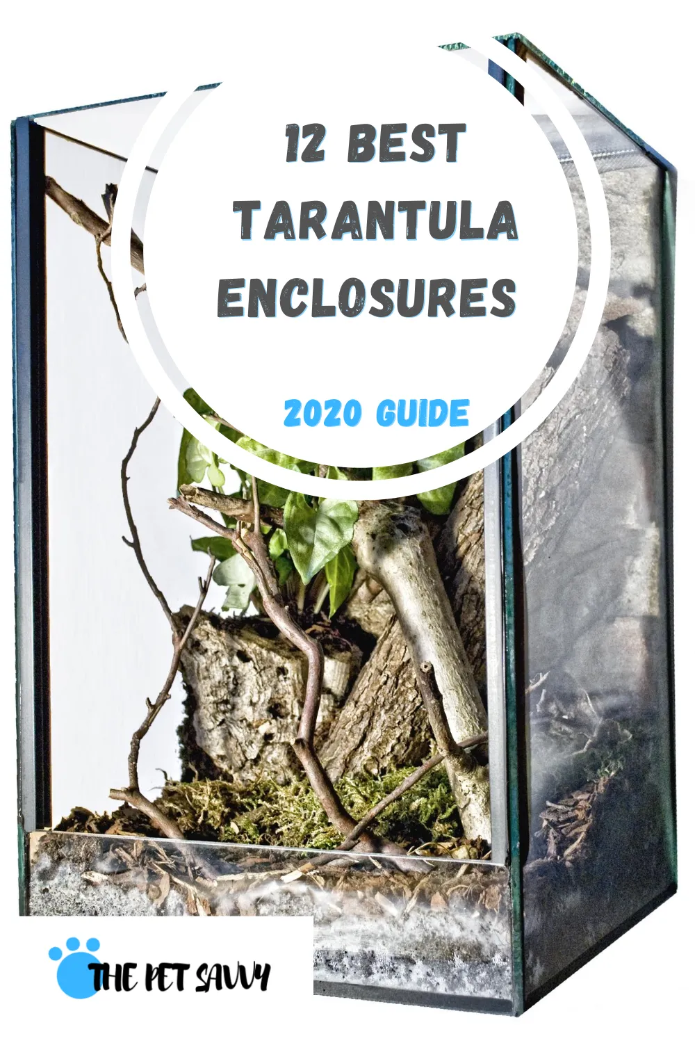 16668 tarantula feeding
