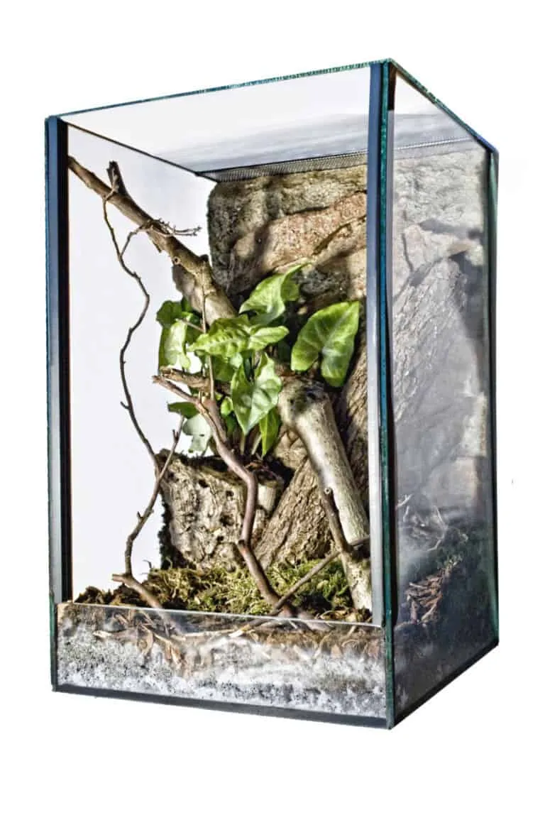 16668 tarantula substrate options