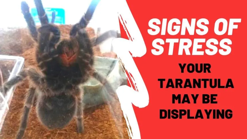 16673 tarantula defensive