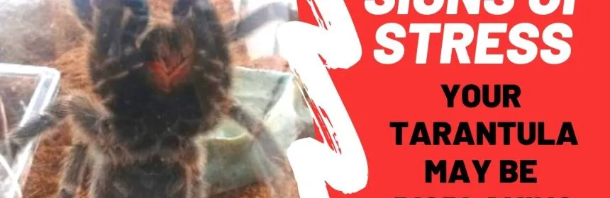 16673 tarantula feeding