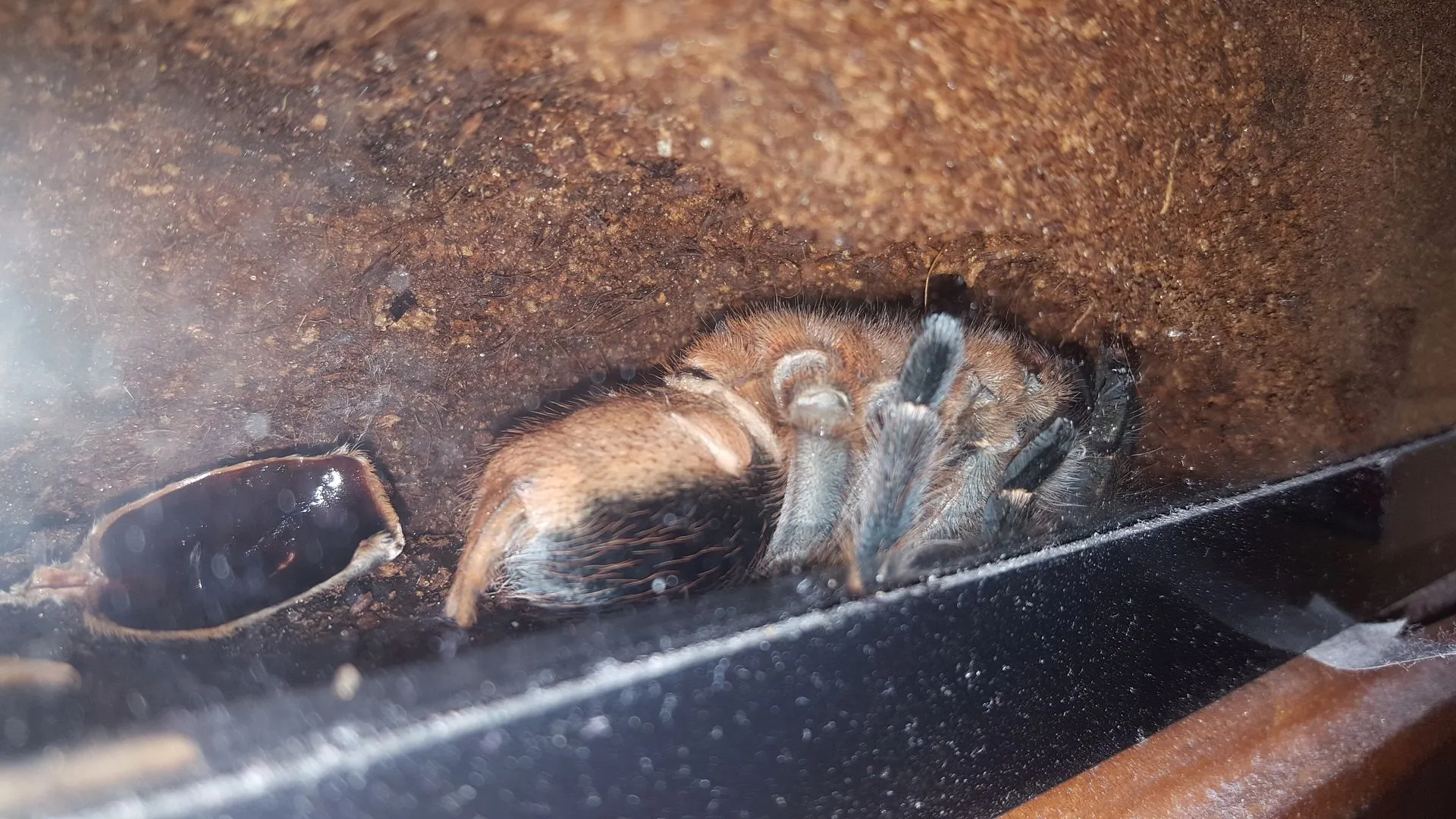 /img/16673-tarantula-handling.webp