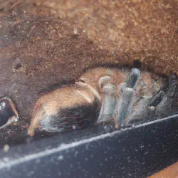 /img/16673-tarantula-handling.webp