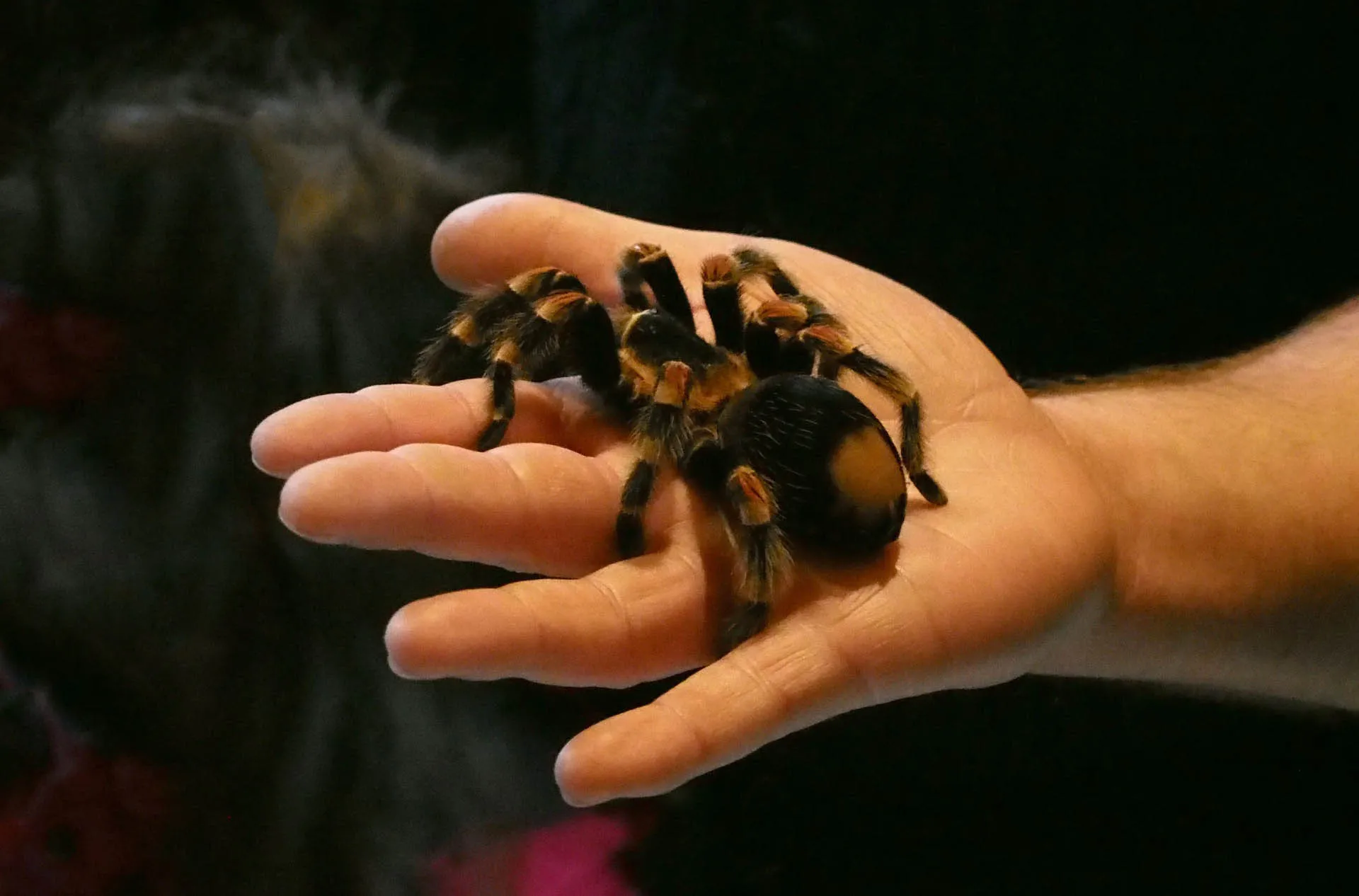 16675 tarantula handling 4