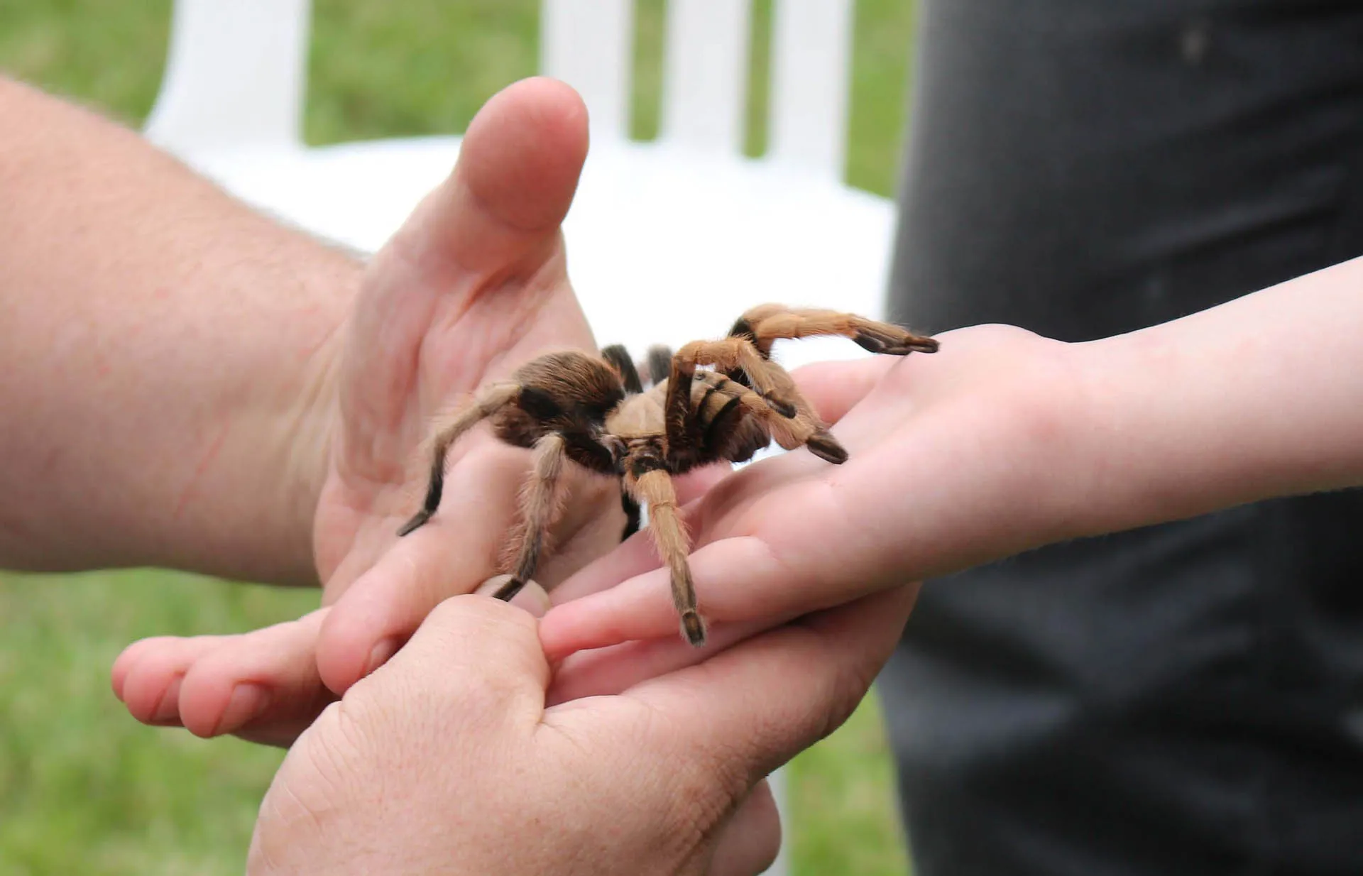 16675 tarantula handling 5