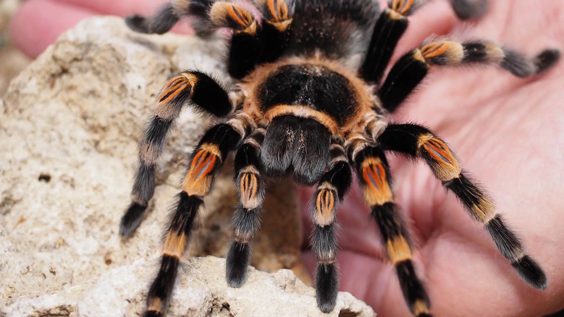 16675 tarantula handling 6