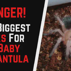 /img/16675-tarantula-handling-7.webp