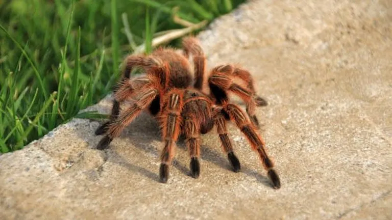 16677 chilean rose tarantula close up