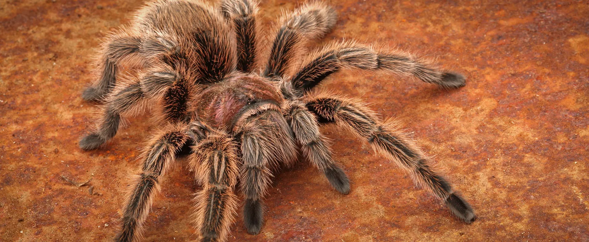 16677 chilean rose tarantula enclosure setup