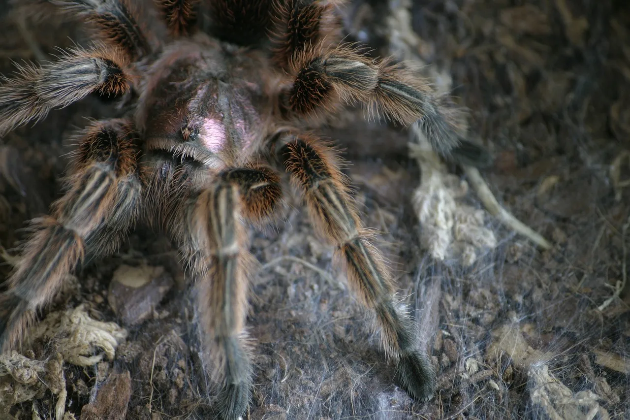 16677 chilean rose tarantula feeding