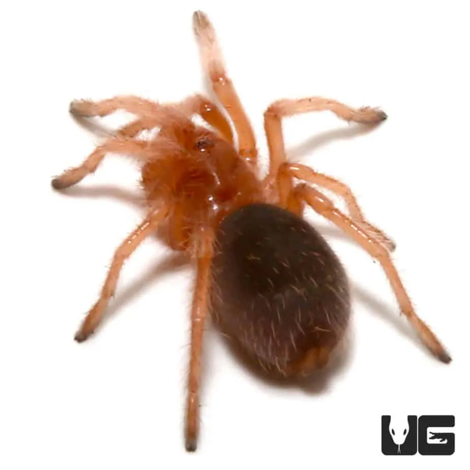 16677 chilean rose tarantula handling