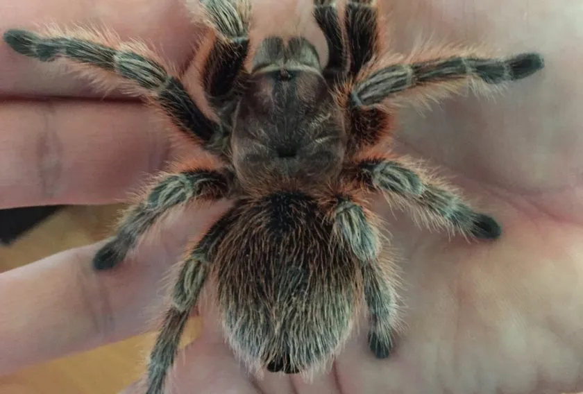 16677 chilean rose tarantula in habitat
