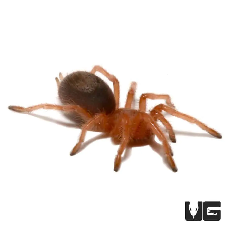 16677 chilean rose tarantula molting