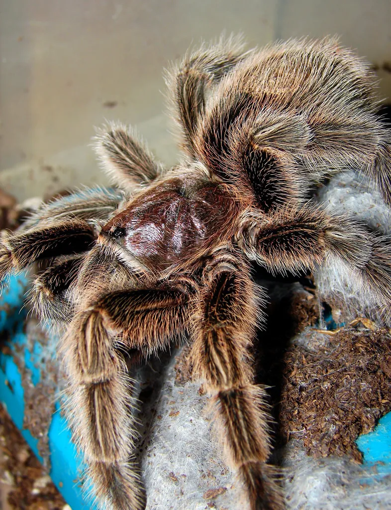 /img/16677-chilean-rose-tarantula-water-dish.webp