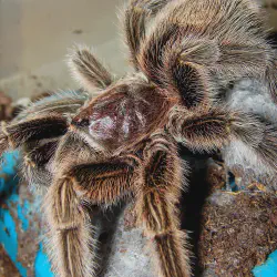 /img/16677-chilean-rose-tarantula-water-dish.webp