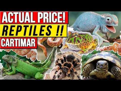 16681 tarantula enclosure