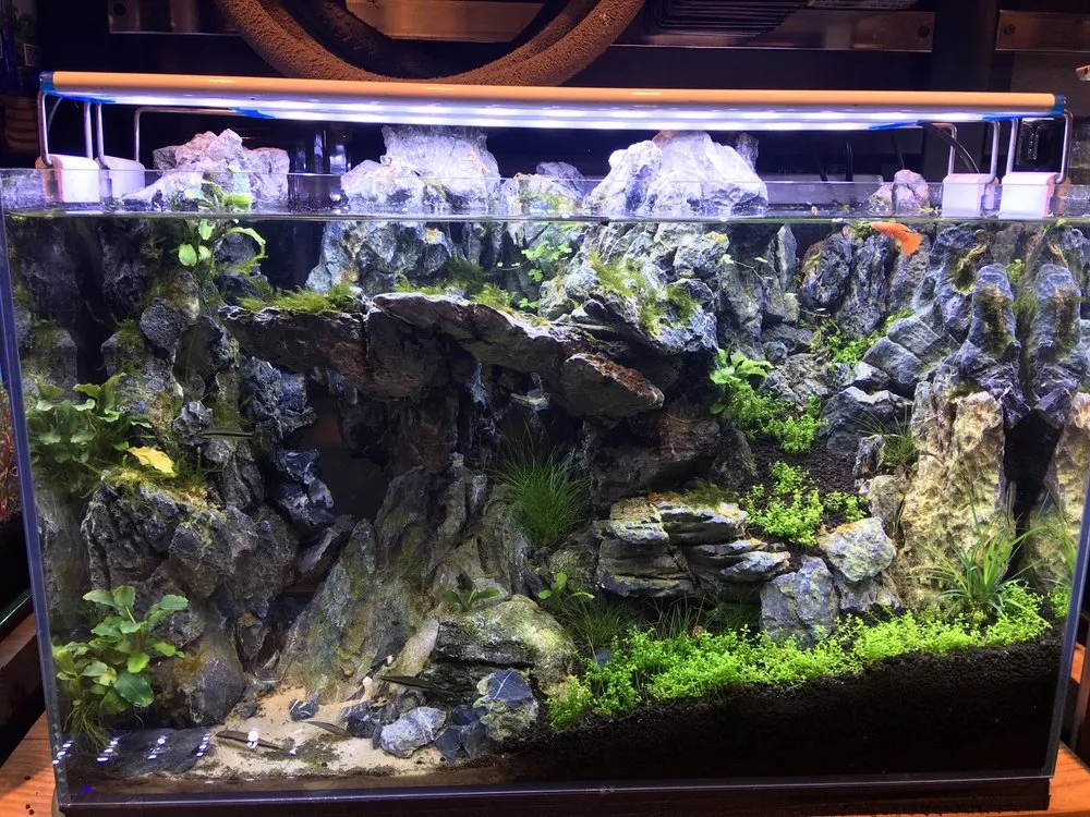 16681 tarantula feeding