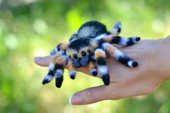 16682 jumping spider hunting