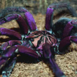 /img/16682-jumping-spider-reproduction.webp