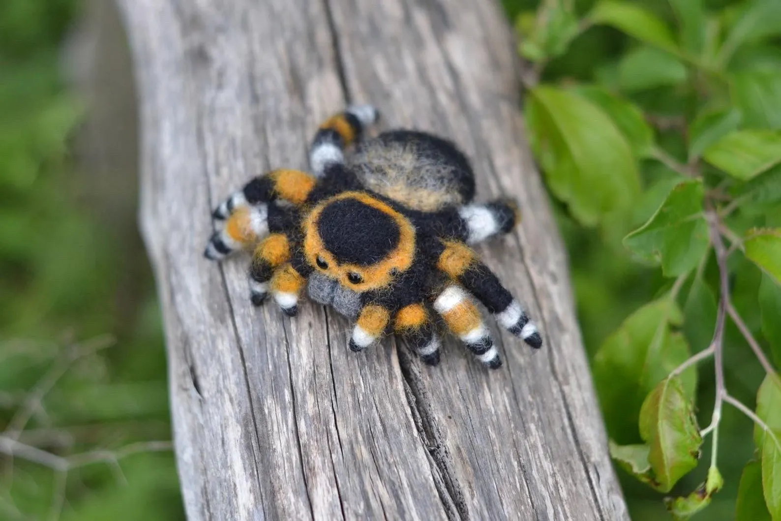 16682 jumping spider venom