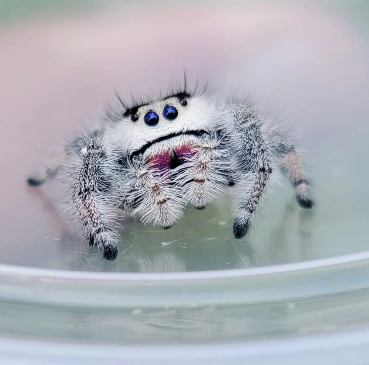 16682 tarantula close up