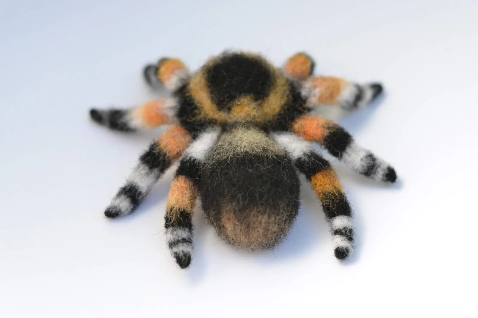 16682 tarantula habitat