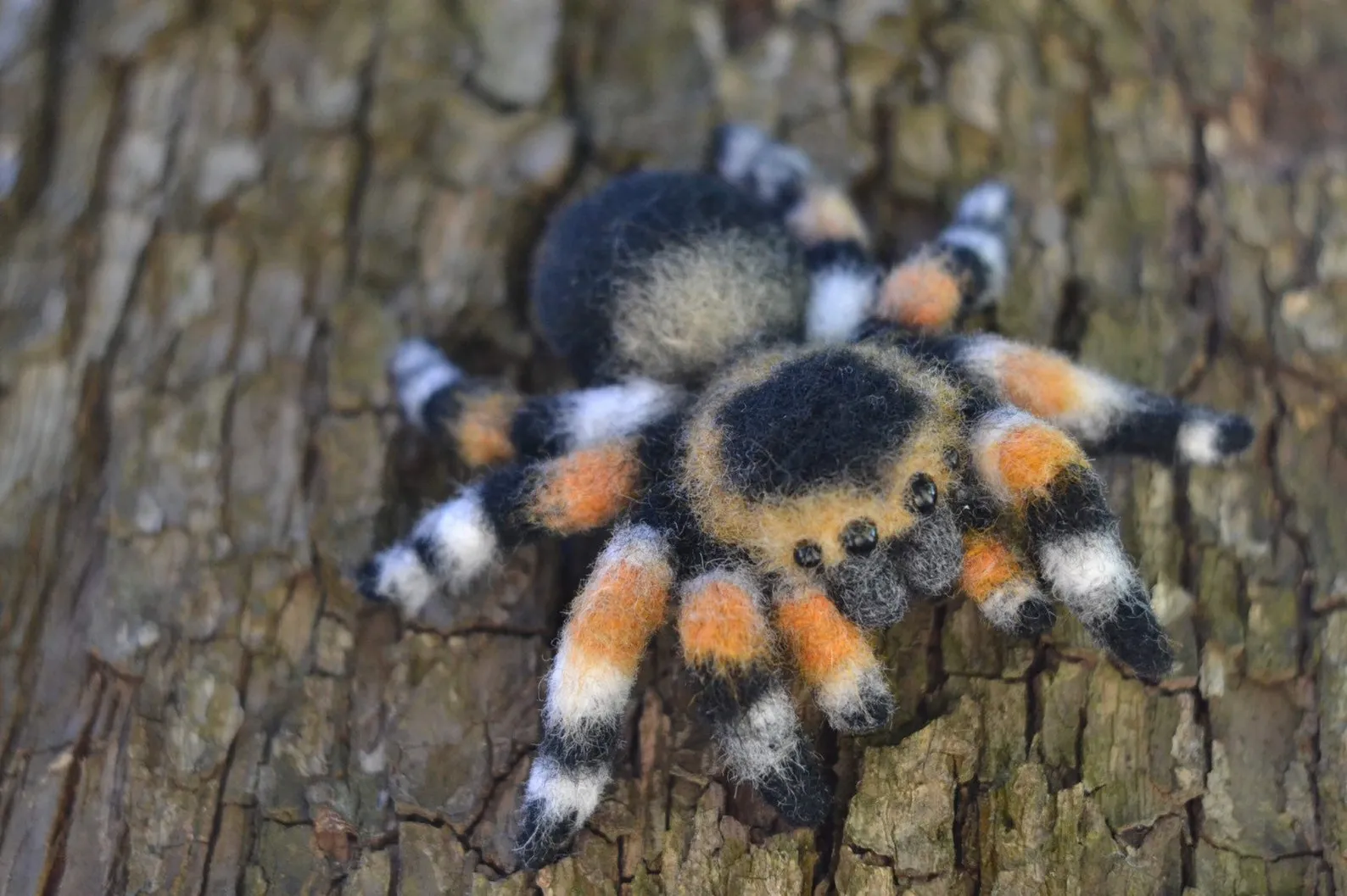 16682 tarantula lifespan
