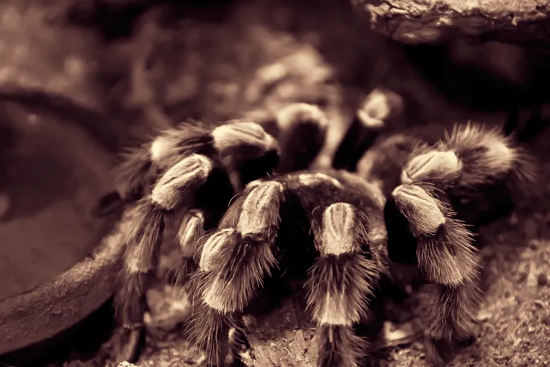 16683 3d tarantula movement
