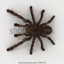 /img/16683-google-3d-animals.webp