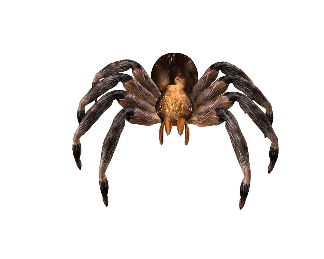 16683 interactive 3d tarantula