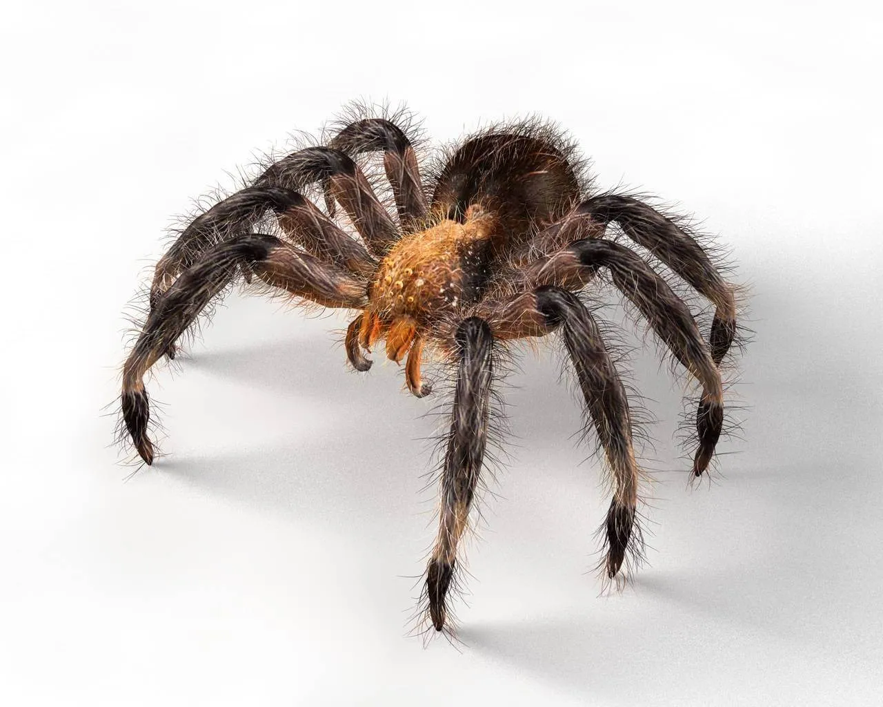 16683 tarantula colors