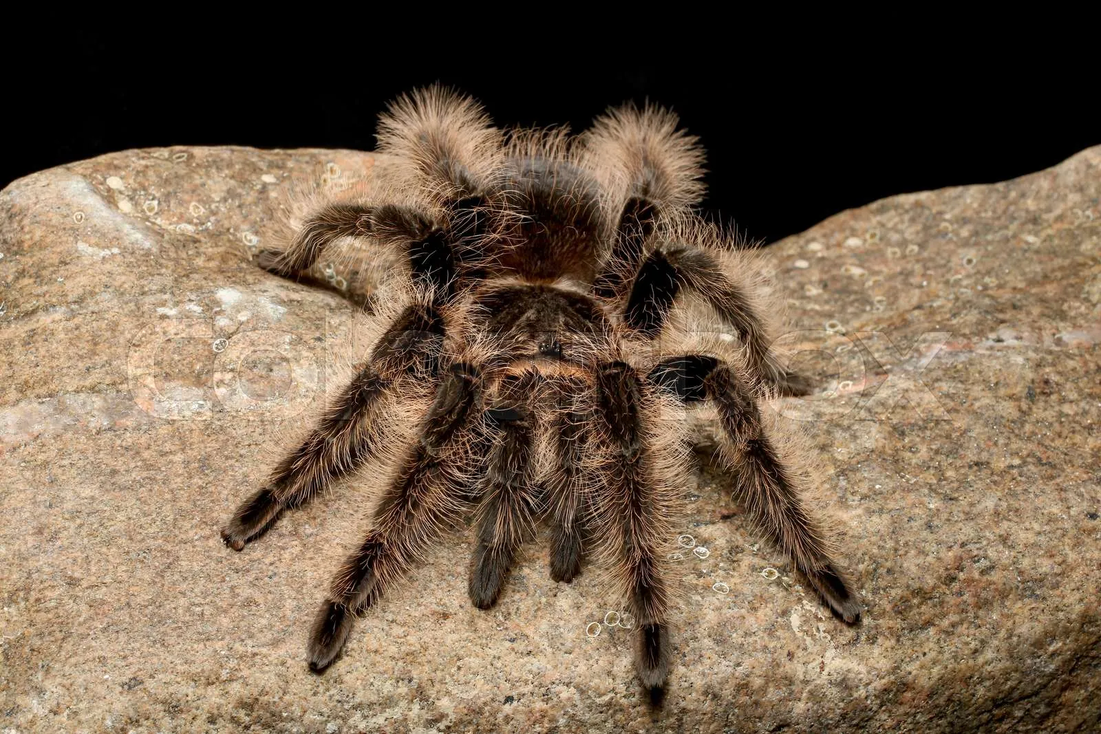 16690 curly hair tarantula durban