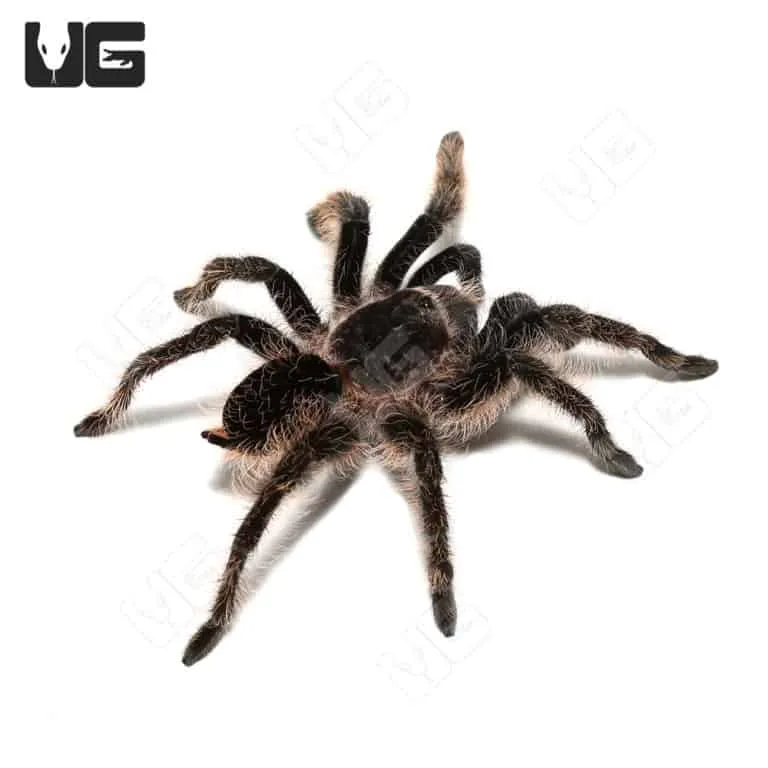 16690 tarantula breeding