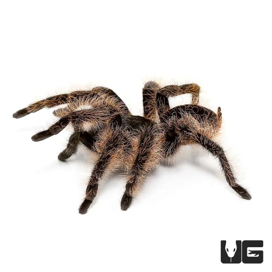/img/16690-tarantula-durban-shop.webp