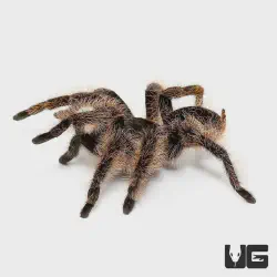/img/16690-tarantula-durban-shop.webp