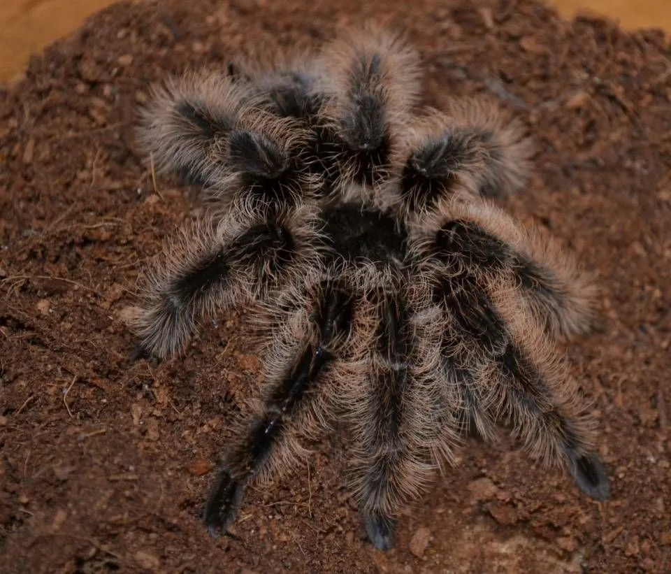 16690 tarantula feeding