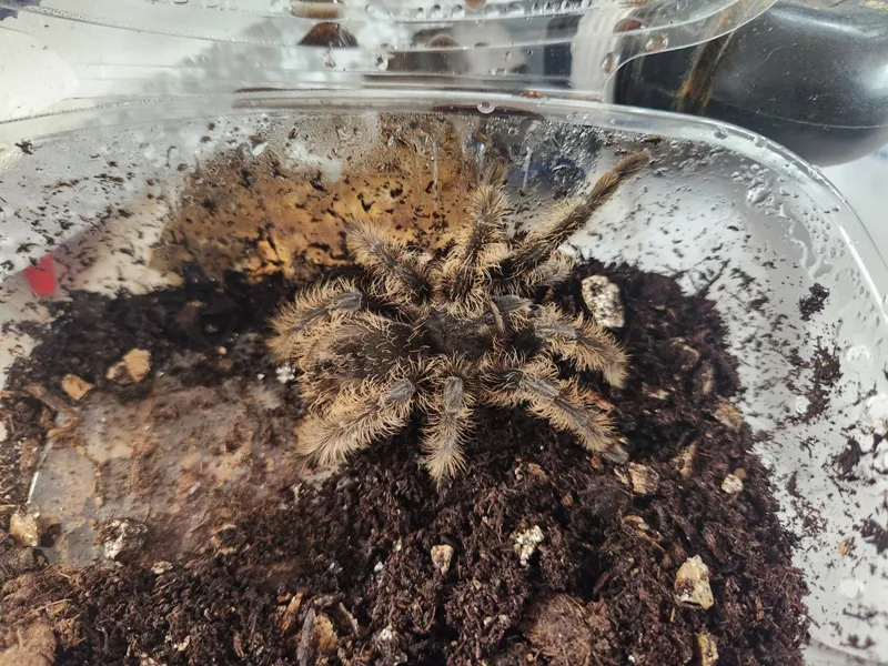 16690 tarantula habitat