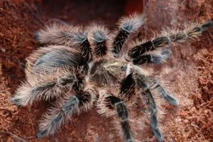 16690 tarantula handling