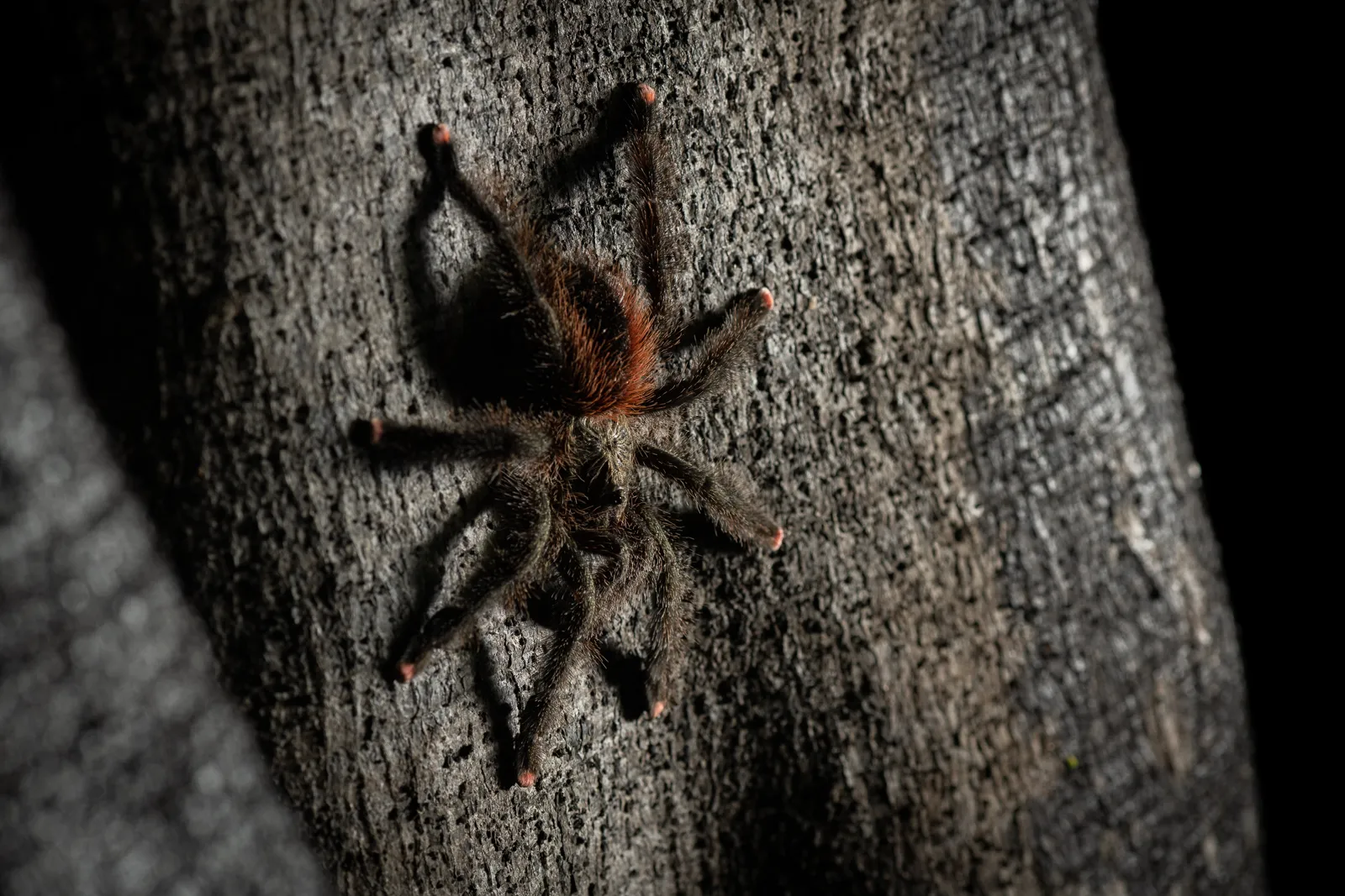 16692 pink toe tarantula closeup