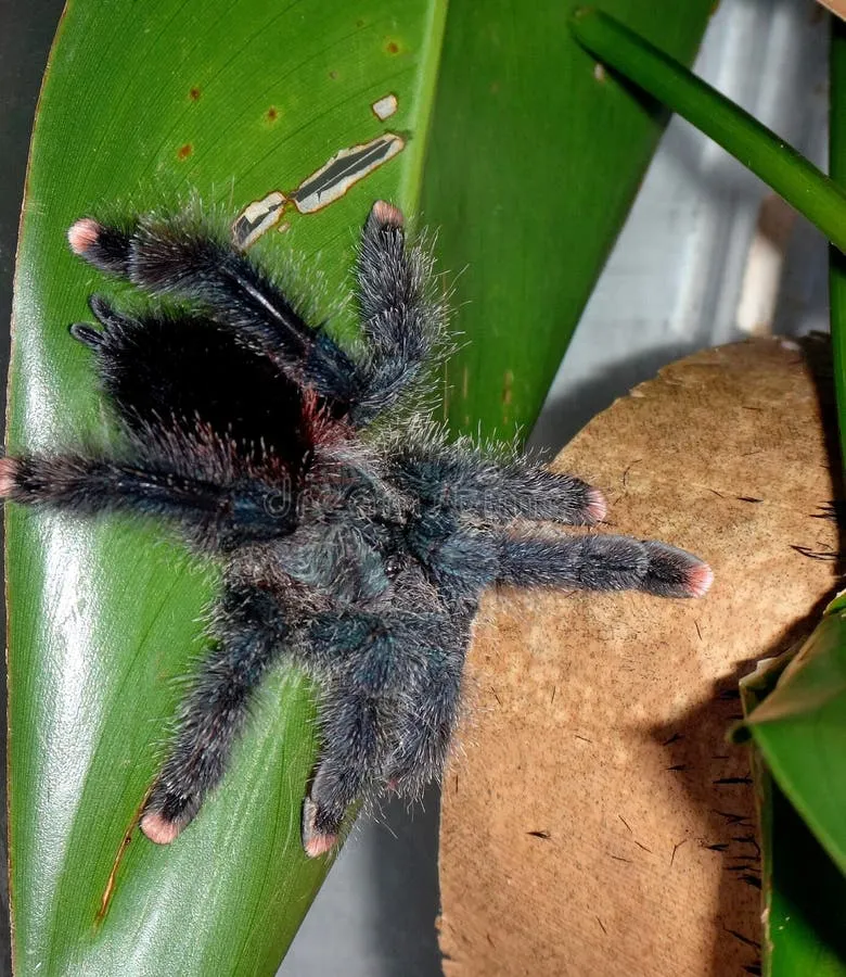 16692 pink toe tarantula eggs