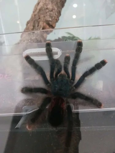 16692 pink toe tarantula feeding