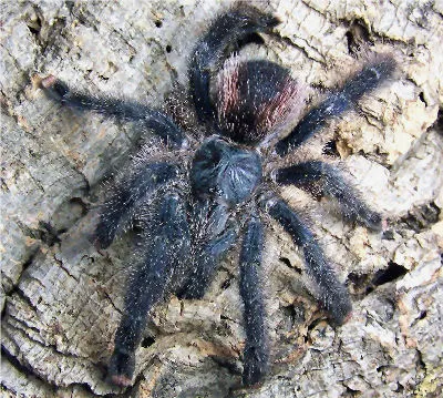 16692 pink toe tarantula handling