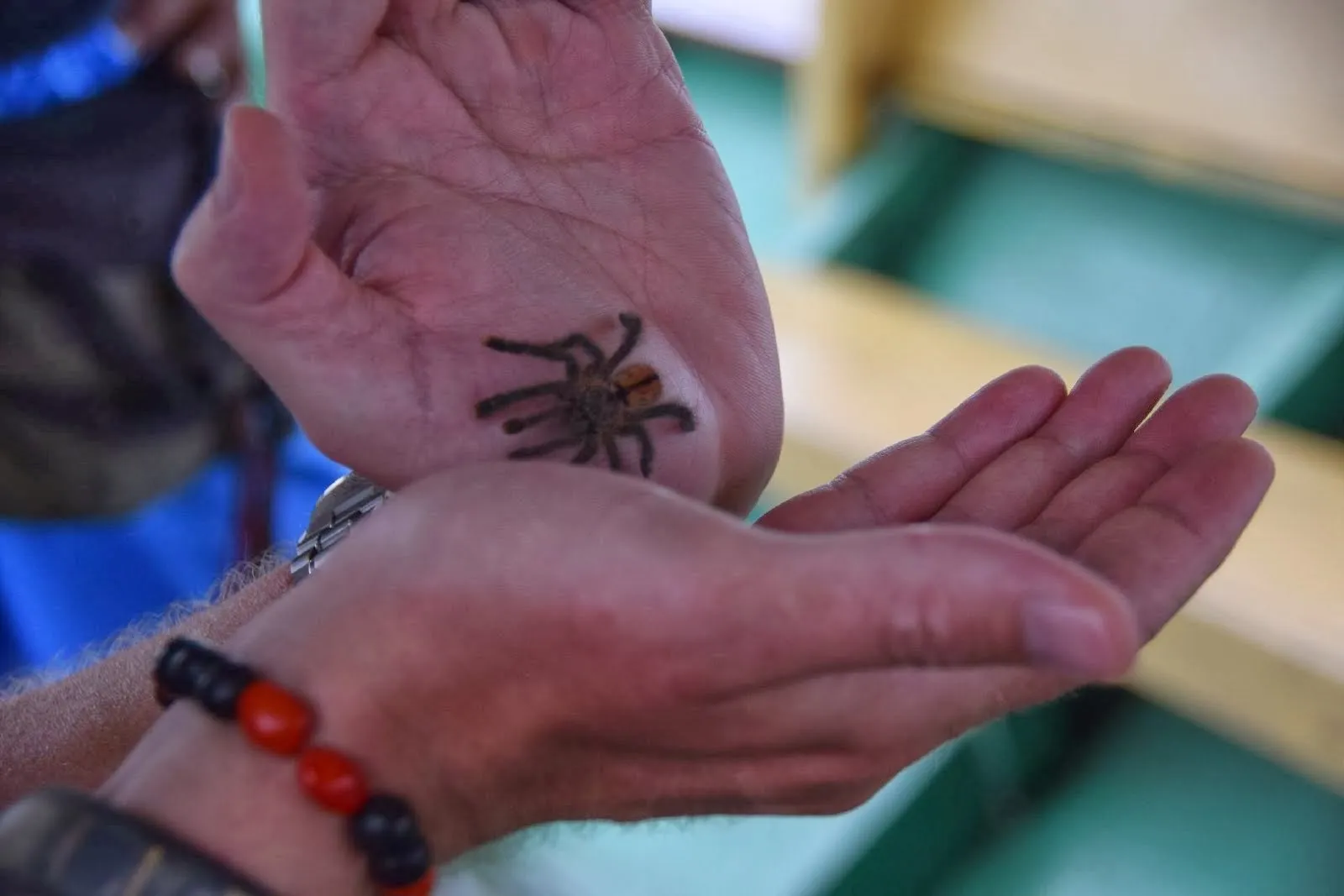 16692 pink toe tarantula juvenile