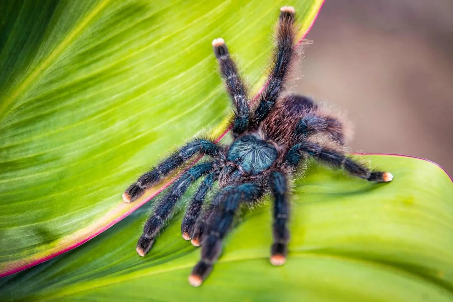 16692 pink toe tarantula molting