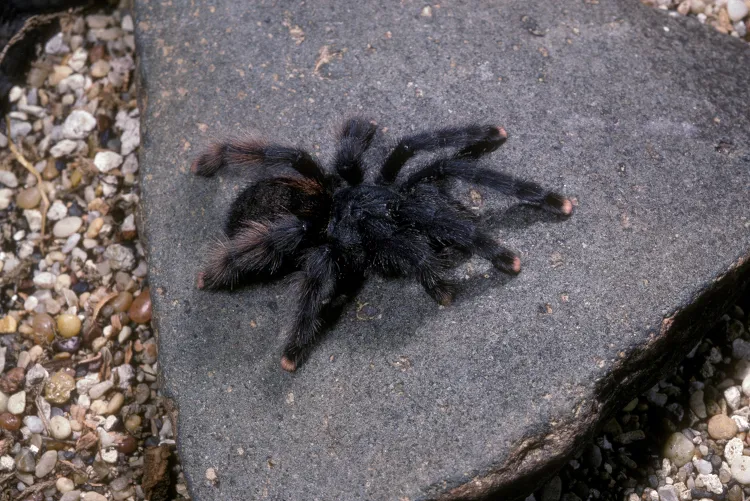 /img/16692-pink-toe-tarantula-species.webp